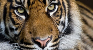 Tailandda ölümcül virus: Zooparkda onlarla pələng tələf oldu