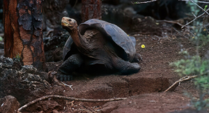 180 il sonra nəhəng tısbağalar peyda oldu