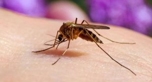 Ağcaqanadlar ən çox onları SANCIR